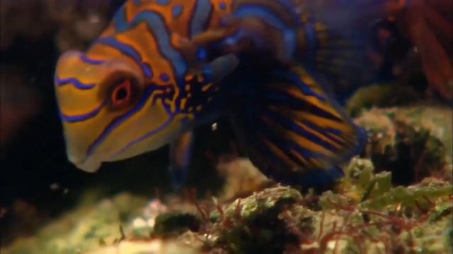 Удивительный мир под водой 720p HD