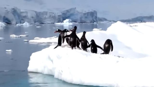 Peng The Christmas Penguin (original). смотреть онлайн