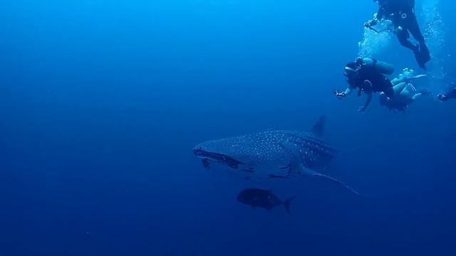 Tubbataha reef teaser смотреть онлайн