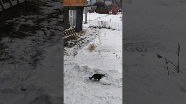 ПРОДОЛЖЕНИЕ ПРО РЫЖЕГО КОТА смотреть онлайн