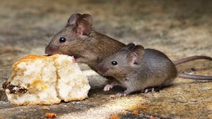 К чему снятся МЫШИ или увидеть МЫШЬ во сне ★ Толкование Снов ★ СОННИК 3.0™