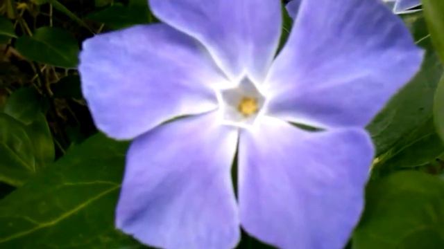 Vinca major (plant medicinal) смотреть онлайн