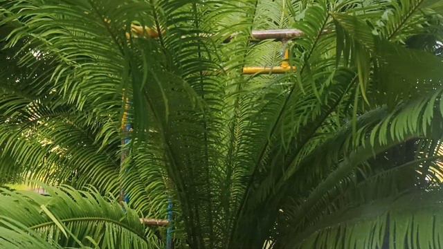 Горячее, жаркое солнце, синее небо, яркие зелёные пальмы и сильный ливень минут на 15. Одновременно смотреть онлайн