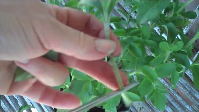 Growing Stevia - How to take Stevia cuttings смотреть онлайн