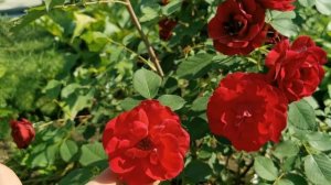 Канадская роза "хоуп фо хьюманити".