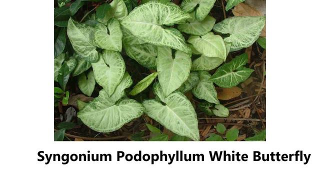 Best Types of Syngonium | Rare Syngonium Varieties смотреть онлайн