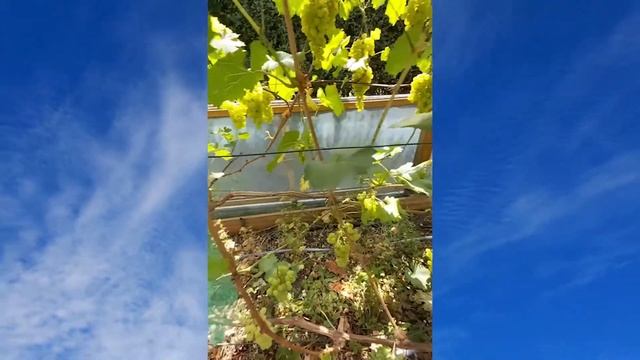 Урожай Аркадия Киш Миш лучистый 2020 Август смотреть онлайн