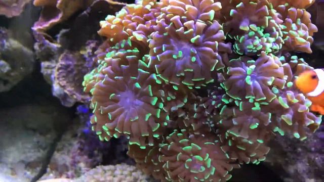 Beste rif aquarium Rijssen 2016 смотреть онлайн