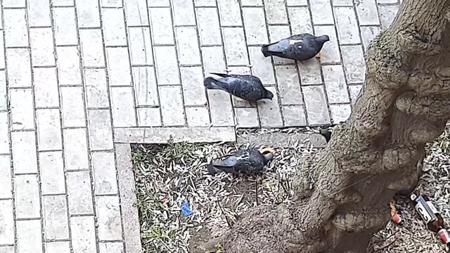 Голуби смотреть онлайн