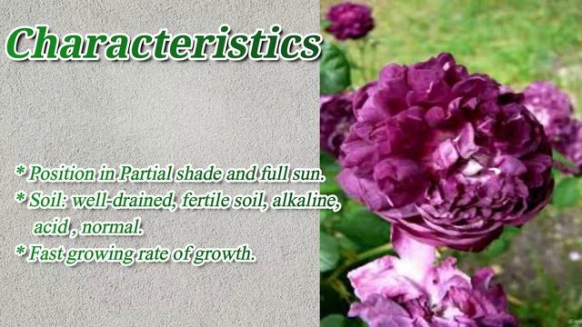 Cardinal De Richelieu Rose / #Rose / #Floriculture / #Floretflowerfarm