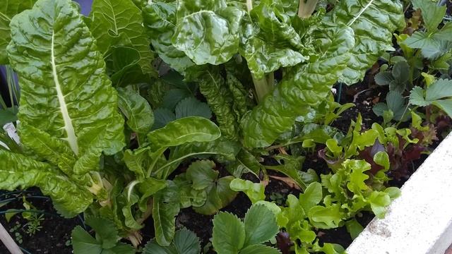 Vlog 197- Как формировался мой английский сад. Все этапы создания смотреть онлайн