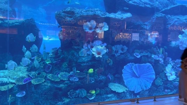 Dubai Mall,аквариум в торговом центре Дубай молл 27.12.22