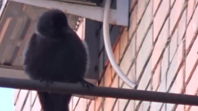 птицы живущие в городе смотреть онлайн