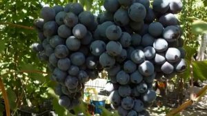 Крупноплодный виноград Страшенский