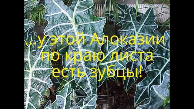 "Алоказия Сандера-3. Логика рулит! Методом дедукции определяю название вида рода Алоказия!" смотреть онлайн