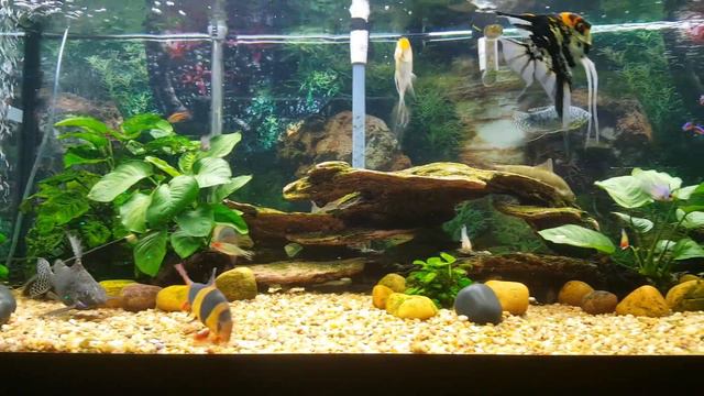 75 Gal Fish Tank смотреть онлайн