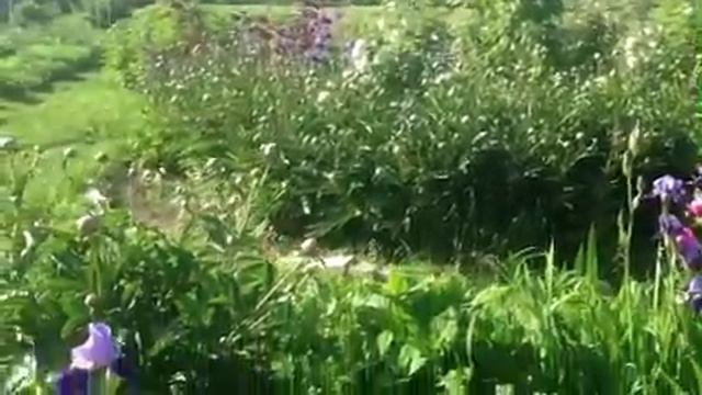 Пионы и море бабочек смотреть онлайн