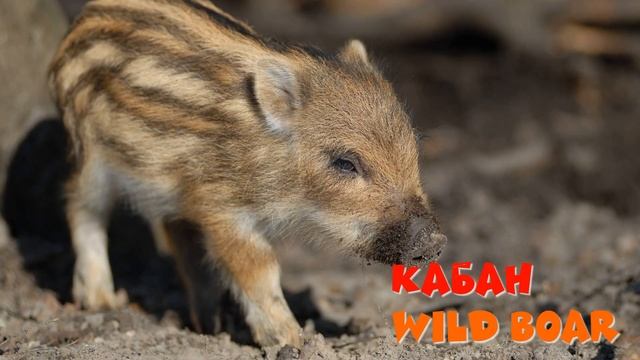Животные Германии / Animals of Germany смотреть онлайн