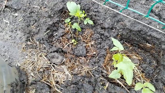 НУЖНА ЛИ ПРИЩИПКА КЛЕМАТИСУ В ПЕРВЫЙ ГОД ПОСАДКИ.ОБЗОР РАСТЕНИЙ ПОСЛЕ ПРИЩИПКИ. смотреть онлайн