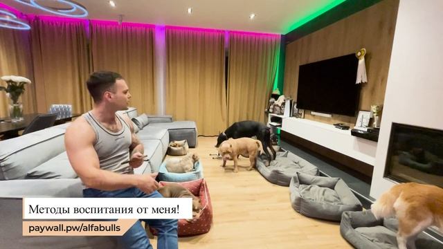 Зачем Плюша к@к@ет в клубнику?! Рассказываю, как сделать из собаки Шварцнеггера ?? смотреть онлайн