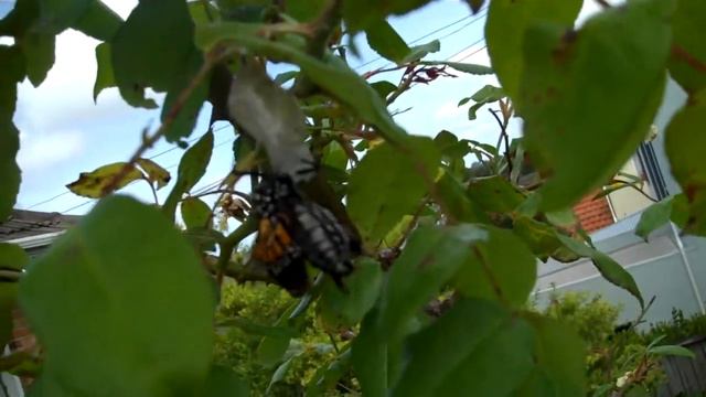 Hatching Admiral butterfly смотреть онлайн