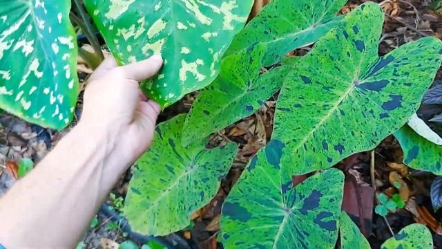 Mojito Colocasia How to Care and Grow смотреть онлайн