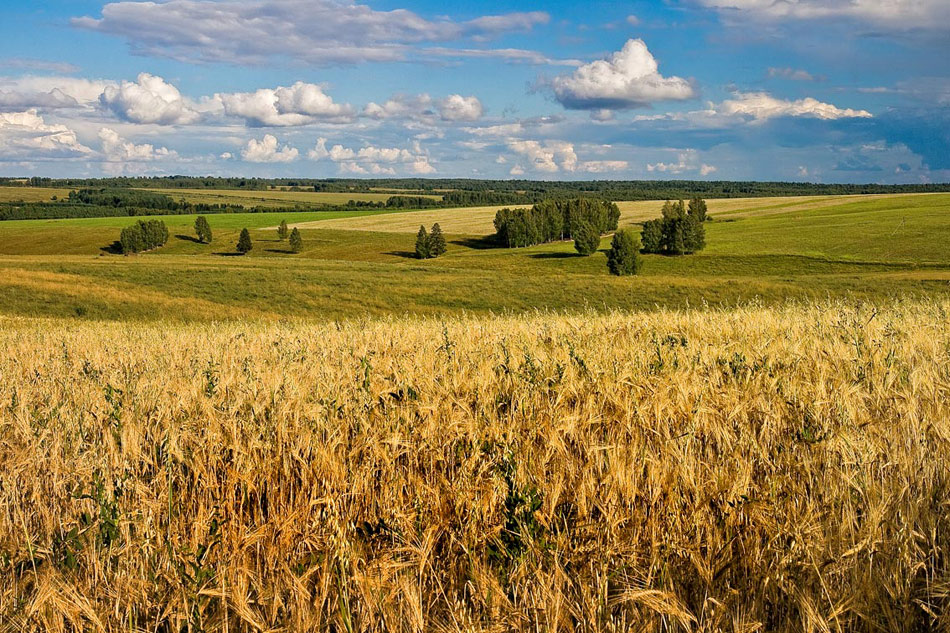 Родная земля (В. Добрынин Л. Дербенёв) разбор на гармони №-268 с цифрами смотреть онлайн