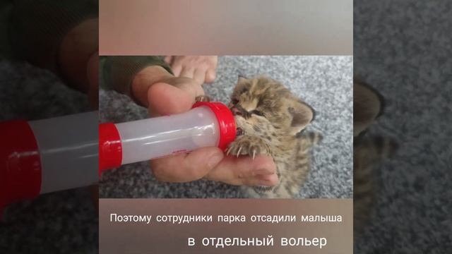 В Бахчисарае у семьи сервалов родился котенок смотреть онлайн