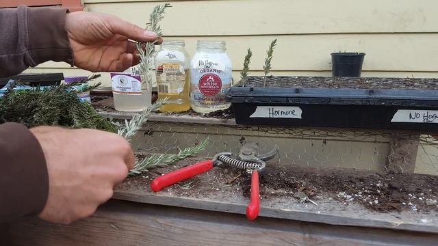 Grow Herbs from Cuttings: Rosemary | Thyme | Oregano смотреть онлайн