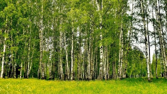 Окружающий мир 4 класс Перспектива. ТЕМА "СРЕДИ ЛЕСОВ" с.86-89 смотреть онлайн