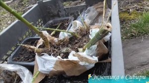 ??? Бамбук морозостойкий ???