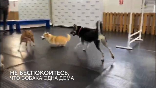 Детский сад для собак (dog daycare) - группы дневного ухода смотреть онлайн