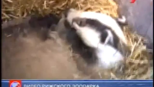 Барсуки в Рижском зоопарке смотреть онлайн