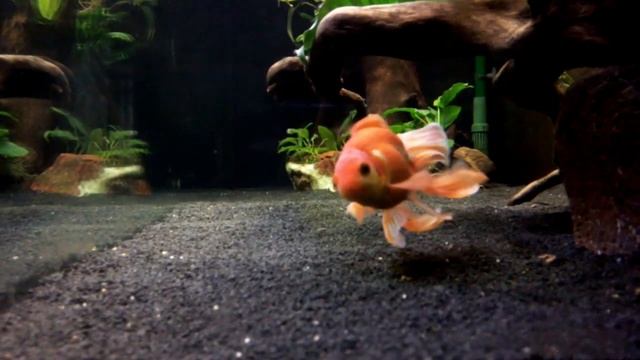 500lt Goldfish 10-05-2014 - different angle of views смотреть онлайн