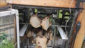 Утка горячего копчения.Утка варёно копчёная.Коптим утку.