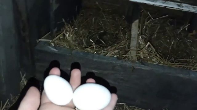 Курочки Ломан Уайт их первое яйцо в 4,5 месяца смотреть онлайн