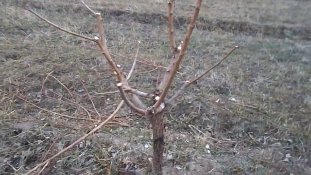 Обрезка , Формировка Абрикоса , 2 года . смотреть онлайн