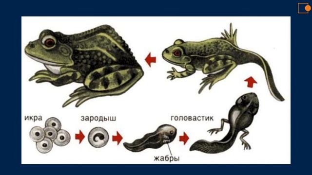 Класс амфибии и рептилии смотреть онлайн