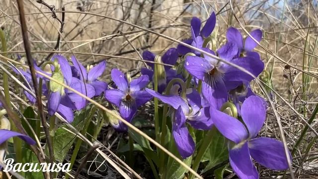 15 апреля Великая суббота. Что нельзя делать в Великую Субботу. Народные традиции и приметы. смотреть онлайн