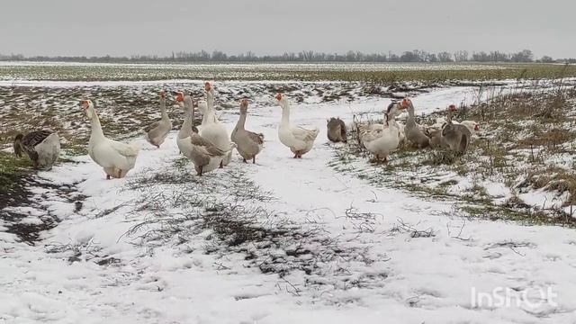 ЗИМНЕЕ СОДЕРЖАНИЕ САМОЙ КРУПНОЙ ПОРОДЫ ГУСЕЙ! КОРМЛЕНИЕ ПТИЦЫ ЗИМОЙ! ЧЕМ И КАК КОРМИТЬ ПТИЦУ?