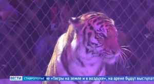 В Ставрополь приехал цирк под руководством потомственного дрессировщика