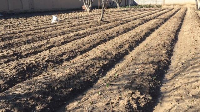 Lola piyozlari parvarishi 20.02.2023 смотреть онлайн