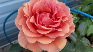 Розы Боскобель и Ашрам 22г