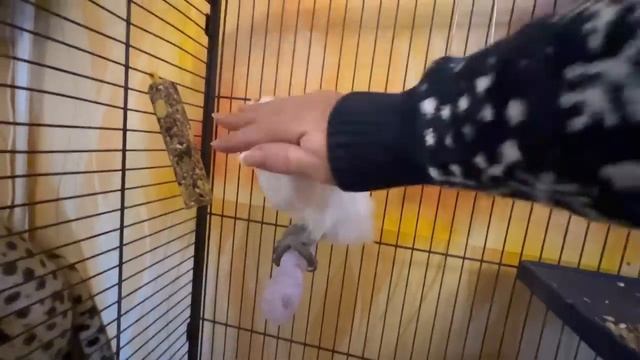 Друзья! Мы начинаем РАССТАВАТЬСЯ с нашими питомцами! смотреть онлайн