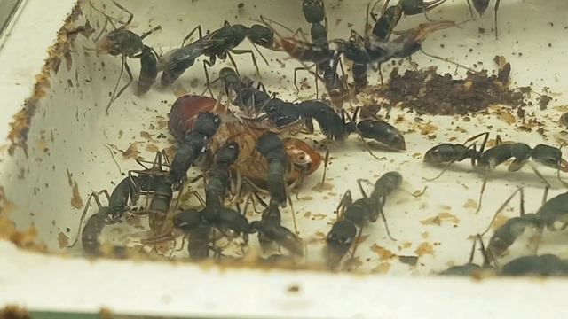 Колония Венаторов (Harpegnathos venator), численность муравьев 100+ смотреть онлайн