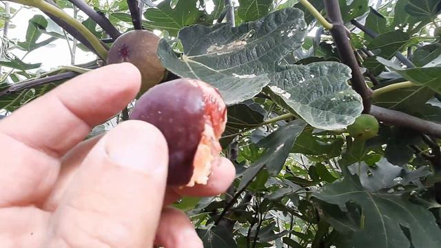 Инжир Магарачский. смотреть онлайн