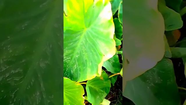 #Taro | #Kachalu | Colocasia esculenta смотреть онлайн
