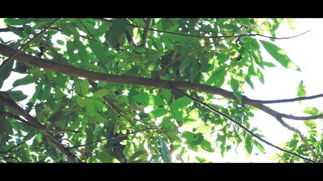 Nikon D5300 AF-P 18-55mm Cinematic Video Test 4K [TH] смотреть онлайн