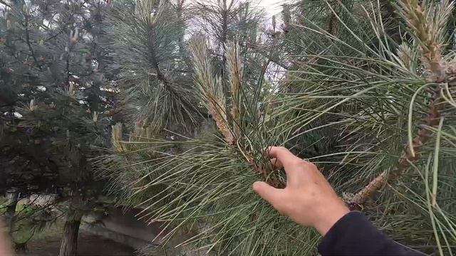 Анапа цветёт ⛵👍 смотреть онлайн