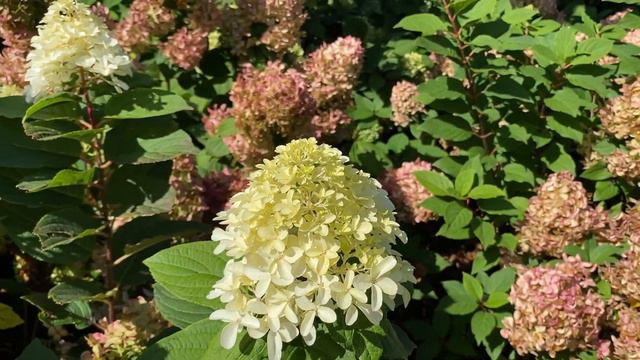 Quick Fire Fab Hydrangea смотреть онлайн